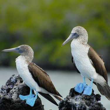 Blu Galapagos