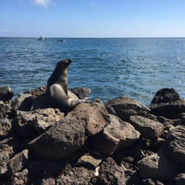 Blu Galapagos